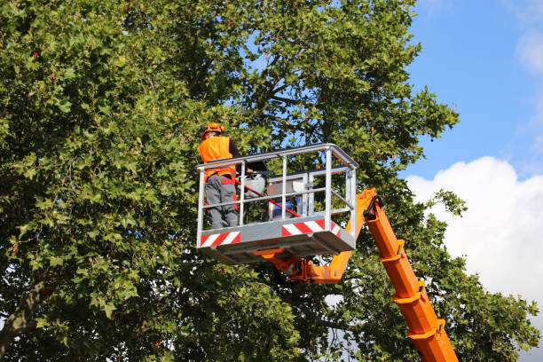 Trusted Walton Hills, OH Tree Removal and Landscaping Services Experts